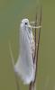 Elachista argentella